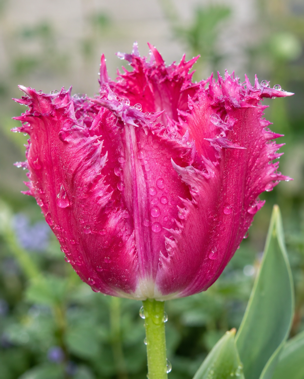 Tulip 'Blushing Fire'