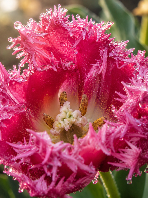 Tulip 'Blushing Fire'