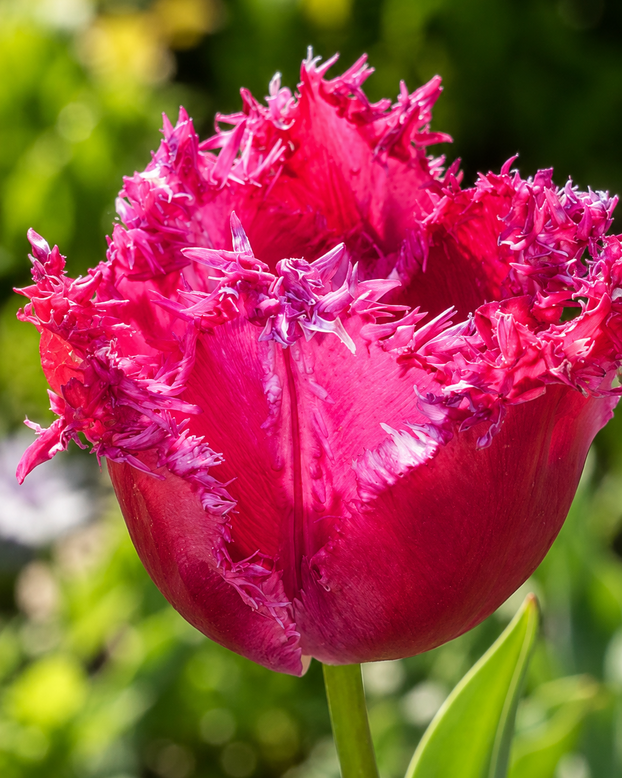 Tulip 'Blushing Fire'