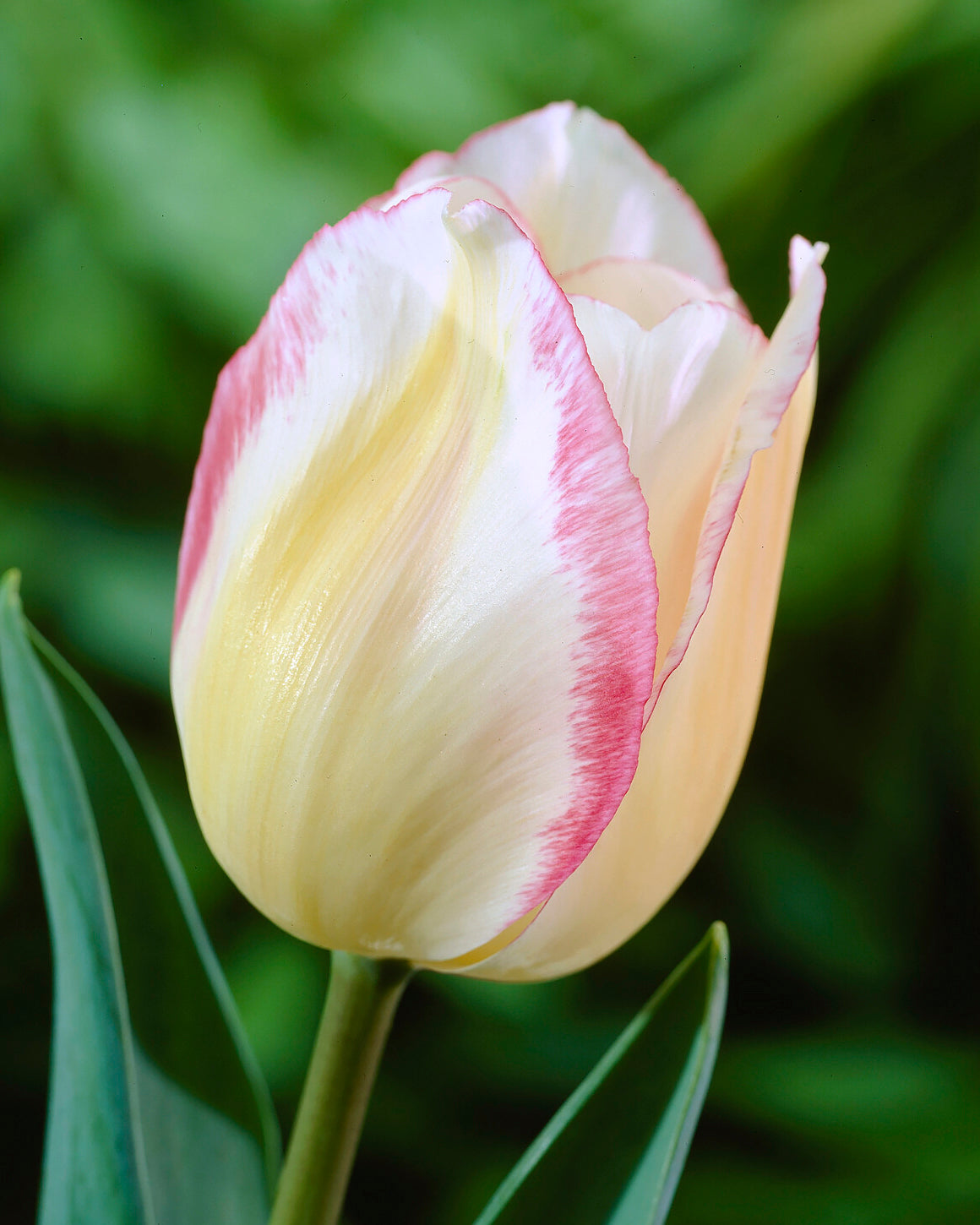 A single pink and white 'Blushing Girl' tulip in bloom, with green leaves in the background.