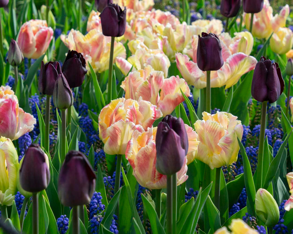 Tulip 'Blushing Parrot'