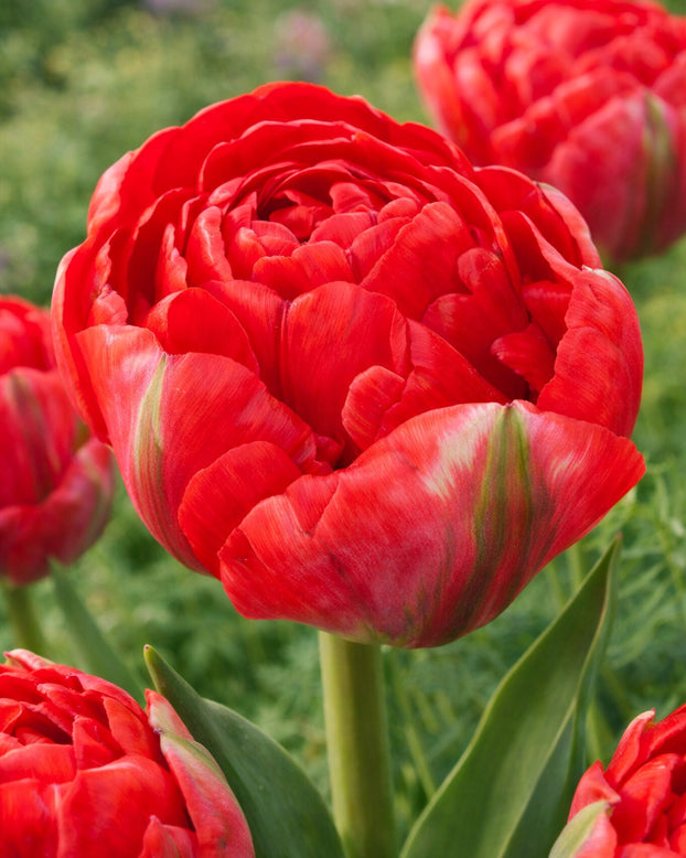 Tulip 'Bombastic Red'
