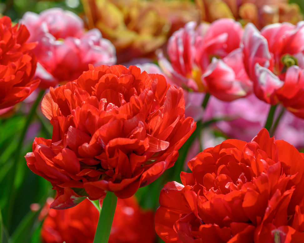 Tulip 'Bombastic Red'