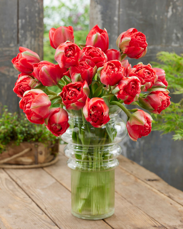 Tulip 'Bombastic Red'