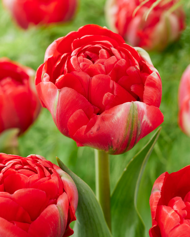 Tulip 'Bombastic Red'