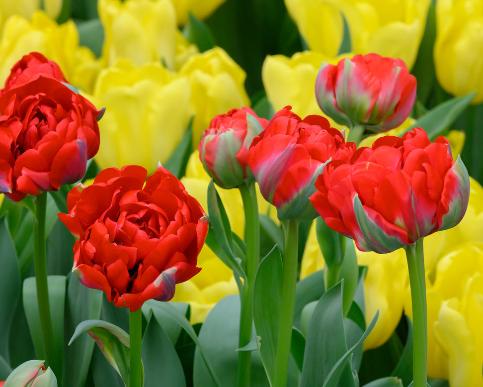 Tulip 'Bombastic Red'