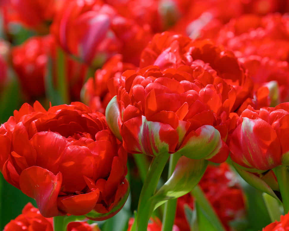 Tulip 'Bombastic Red'