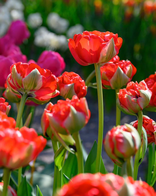 Tulip 'Bombastic Red'