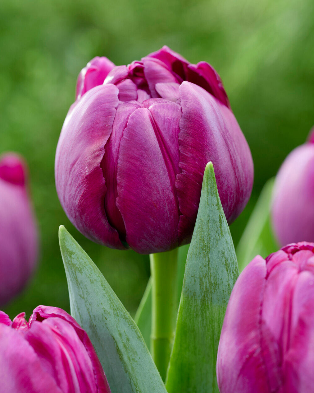 Tulip 'Brother in Arms'