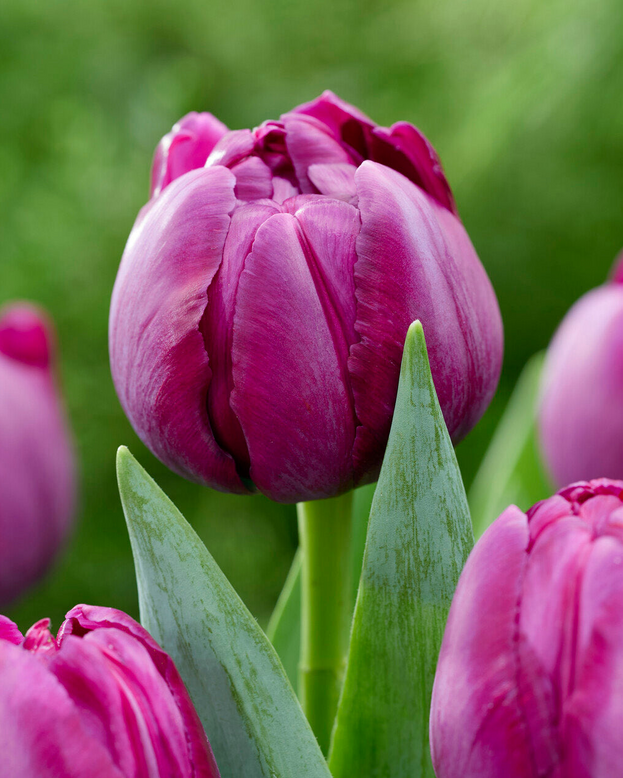Tulip 'Brother in Arms'