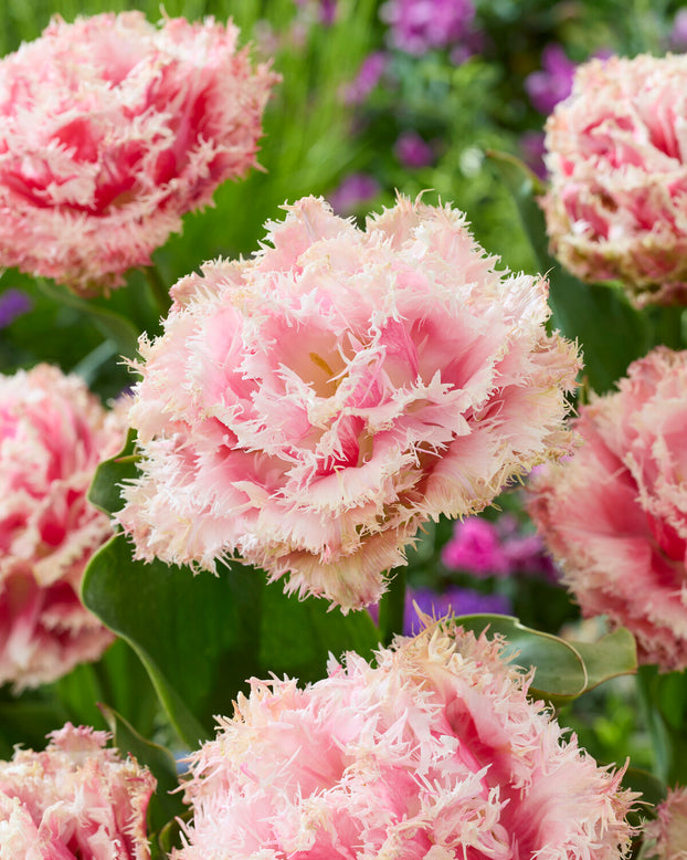 Tulip 'Byron Bay'