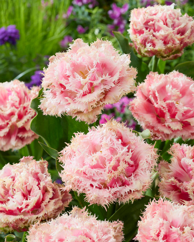 Tulip 'Byron Bay'