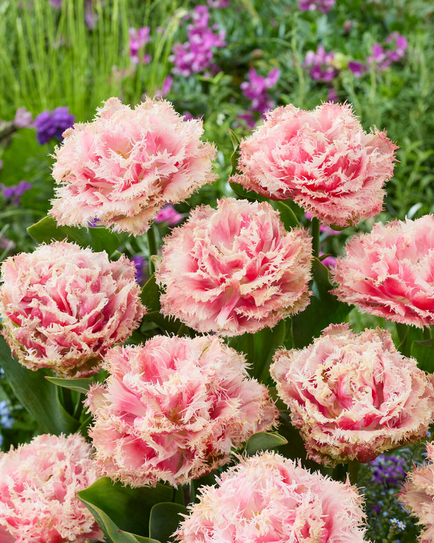 Tulip 'Byron Bay'