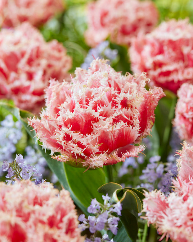 Tulip 'Byron Bay'
