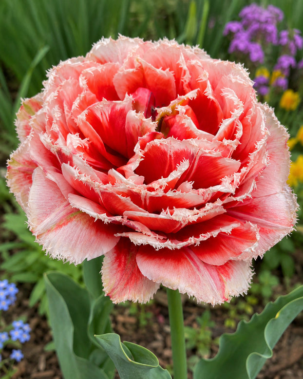 Tulip 'Caatje'