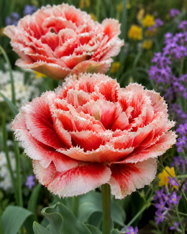 Tulip 'Caatje'