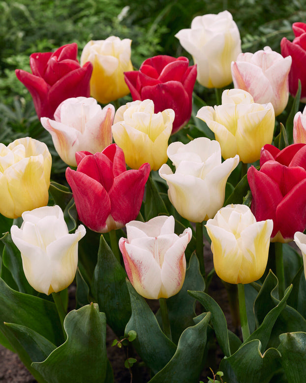 Tulip 'Calgary Blend'