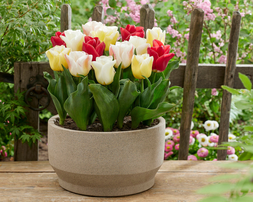 Tulip 'Calgary Blend'