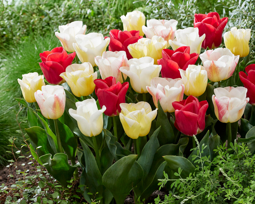 Tulip 'Calgary Blend'