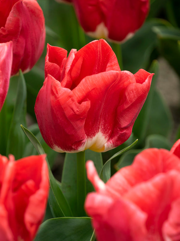 Tulip 'Calgary Red'