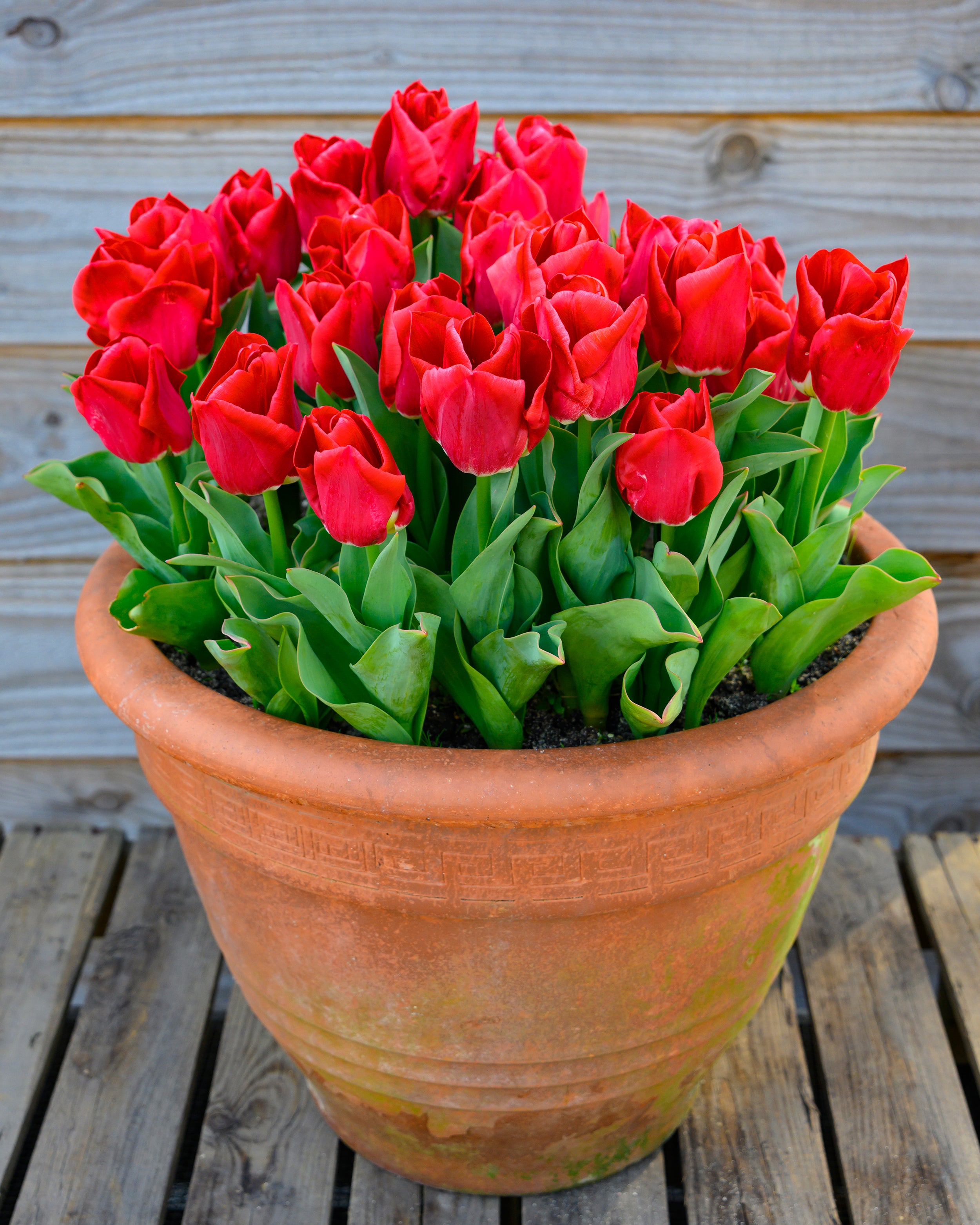 Tulip 'Calgary Red' Bulbs — Buy online at Farmer Gracy UK