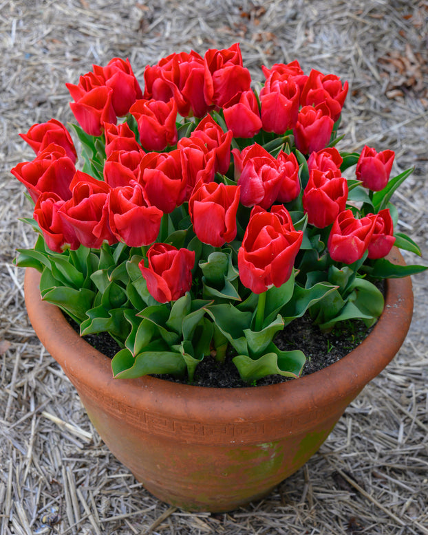 Tulip 'Calgary Red'