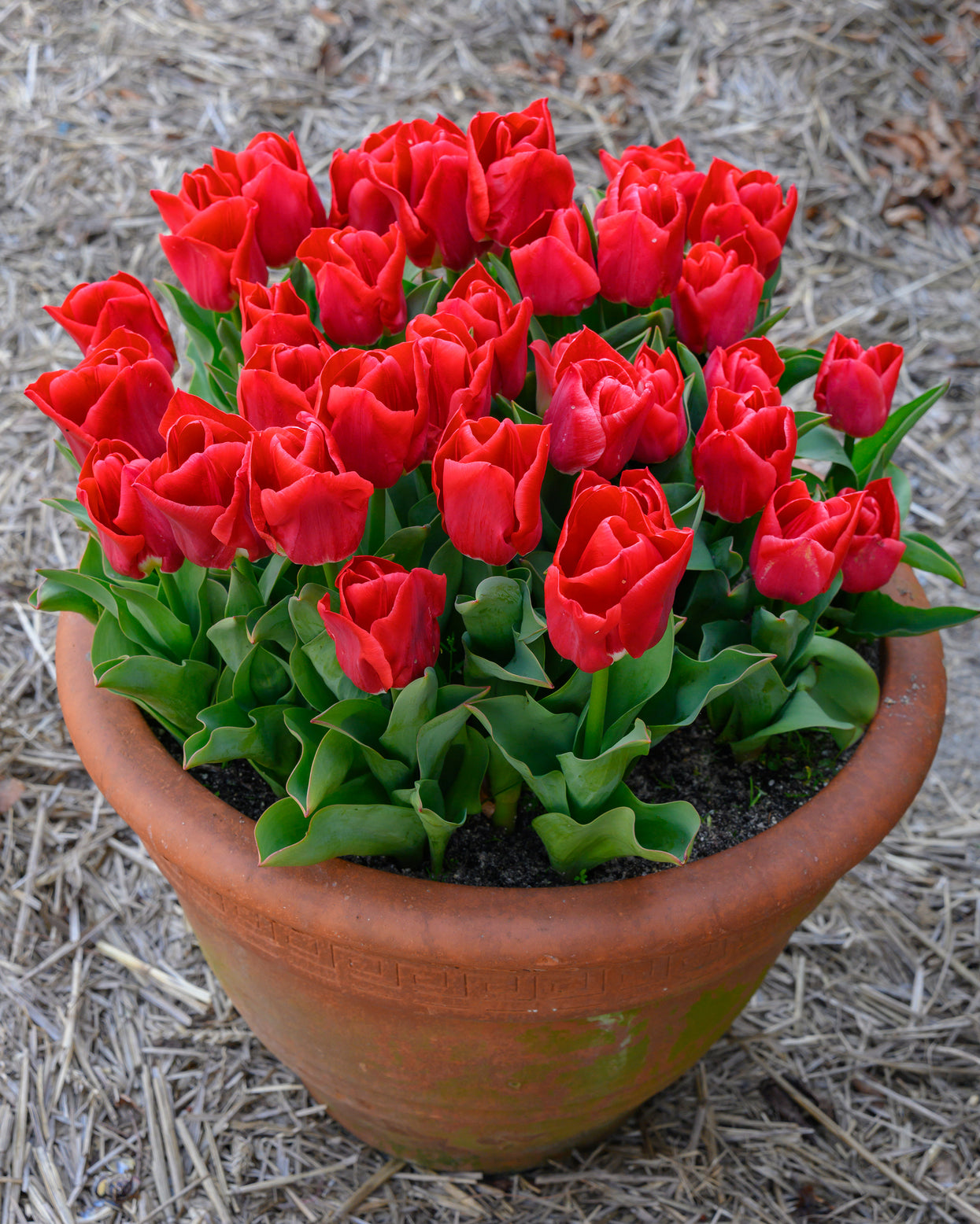 Tulip 'Calgary Red' Bulbs — Buy online at Farmer Gracy UK