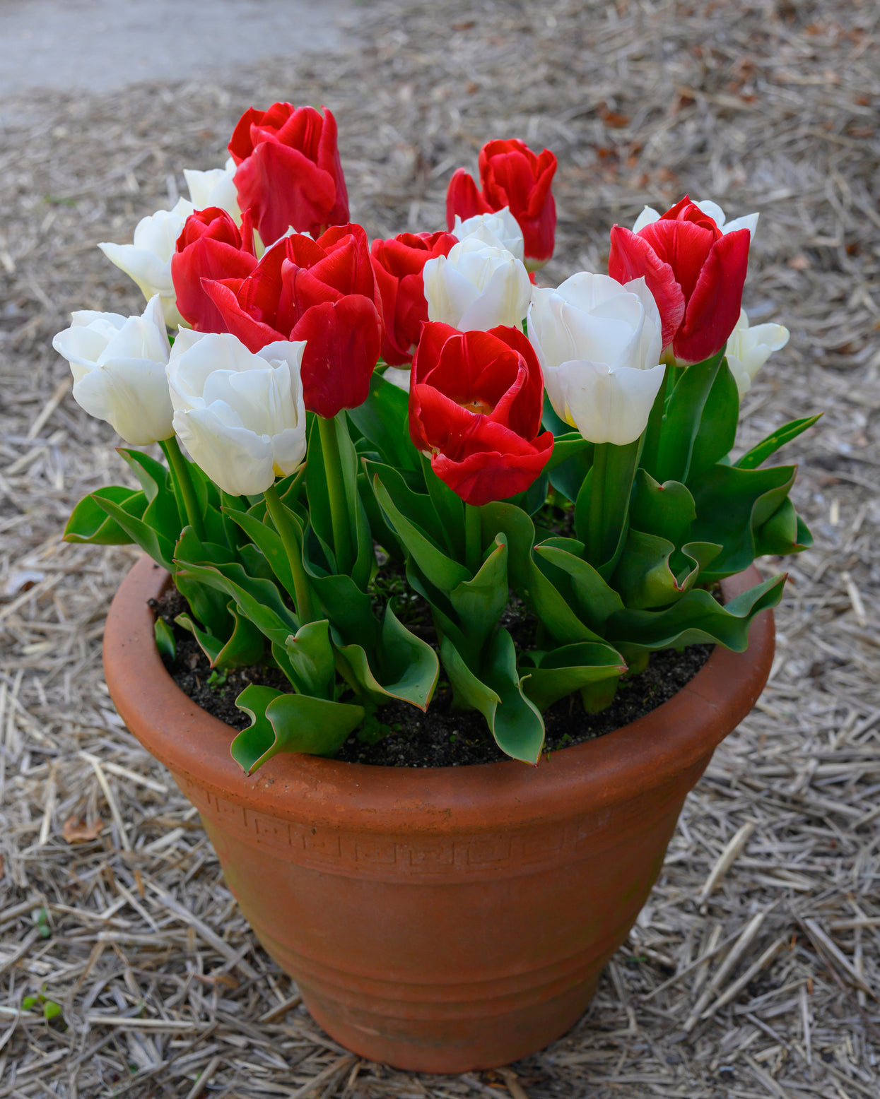 Tulip 'Calgary Red' Bulbs — Buy online at Farmer Gracy UK