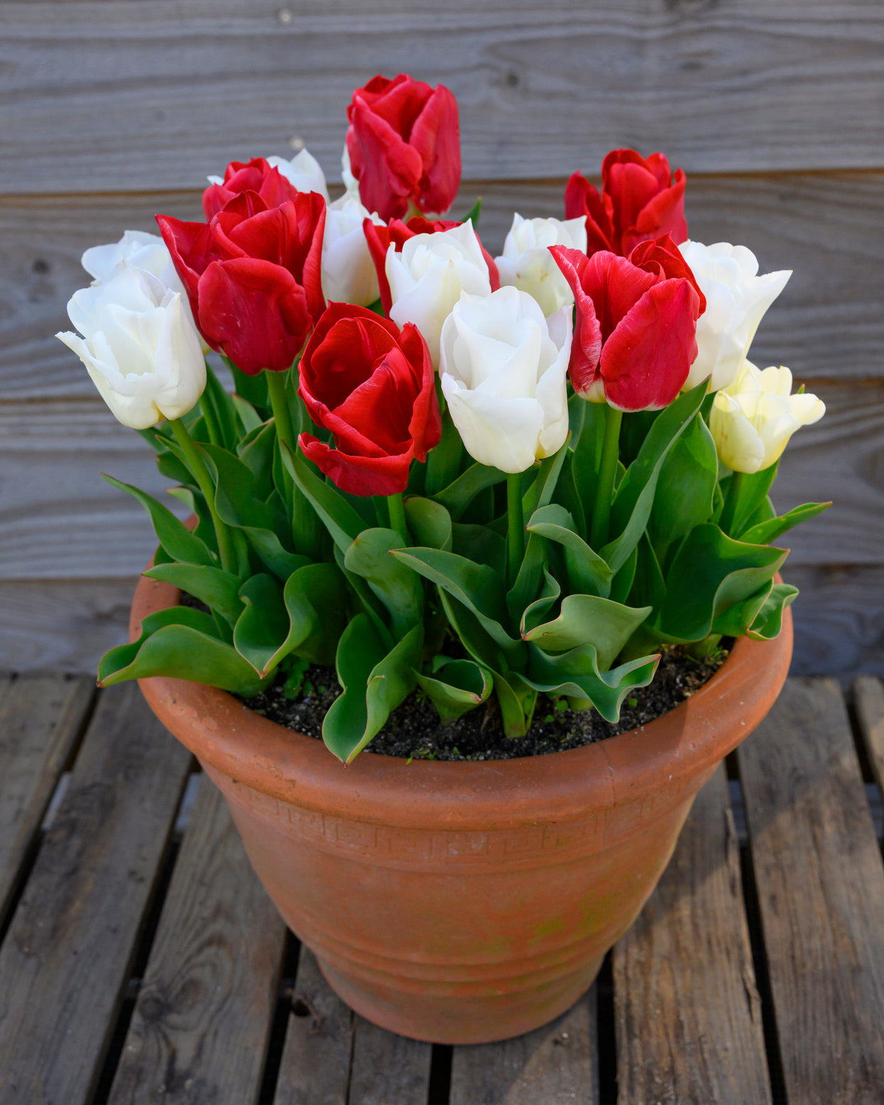 Tulip 'Calgary Red' Bulbs — Buy online at Farmer Gracy UK
