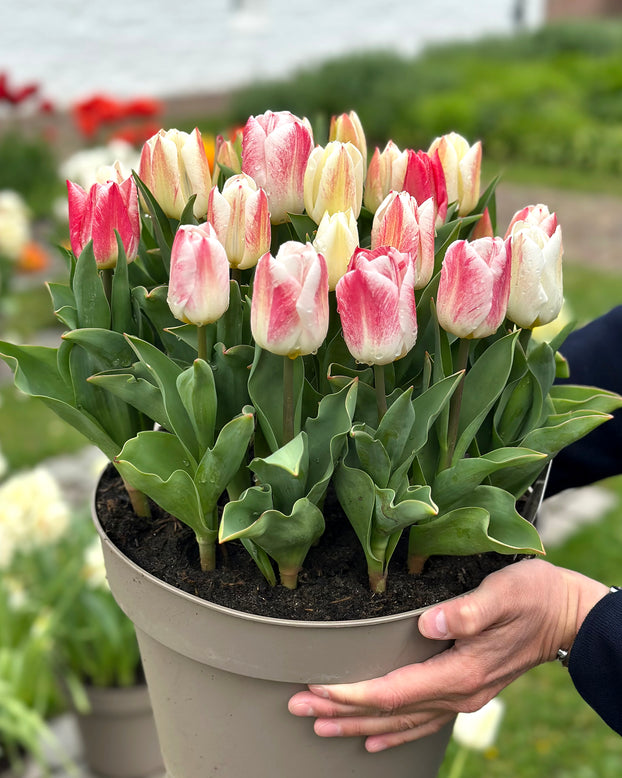 Tulip 'Calgary Sensation'