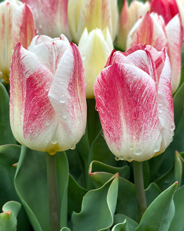 Tulip 'Calgary Sensation'