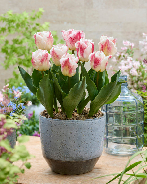 Tulip 'Calgary Sensation'