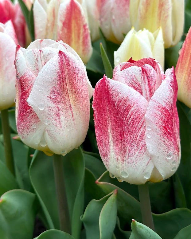 Tulip 'Calgary Sensation'