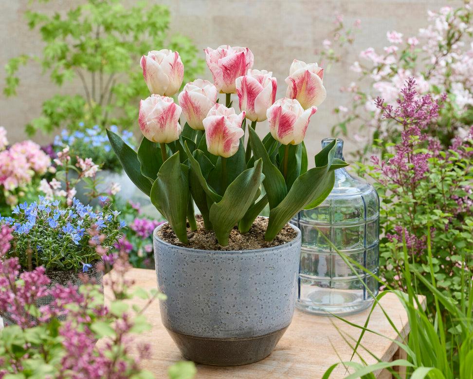 Tulip 'Calgary Sensation'