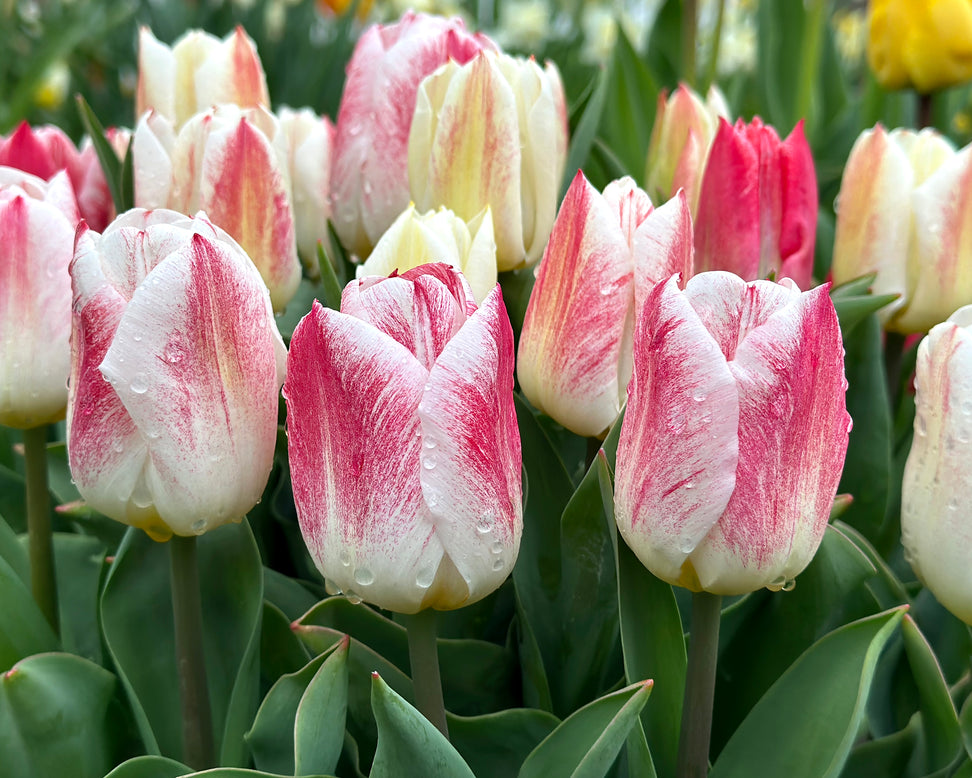 Tulip 'Calgary Sensation'