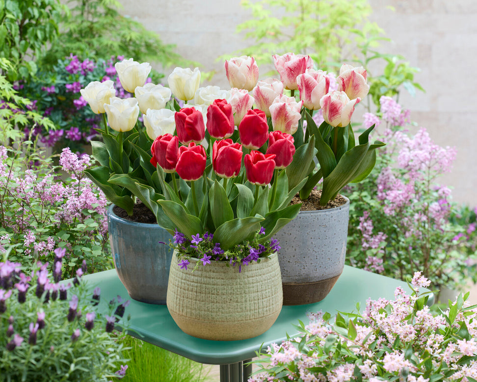 Tulip 'Calgary Sensation'