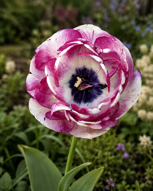 Tulip 'Cassis Meringue'