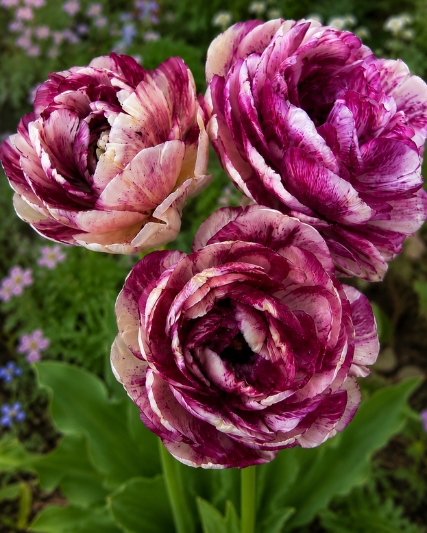 Tulip 'Cassis Meringue'