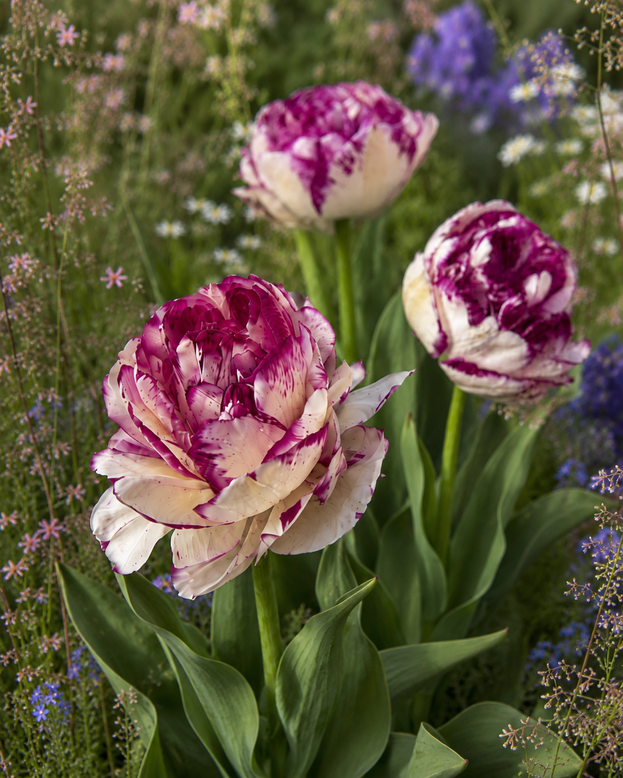 Tulip 'Cassis Meringue'