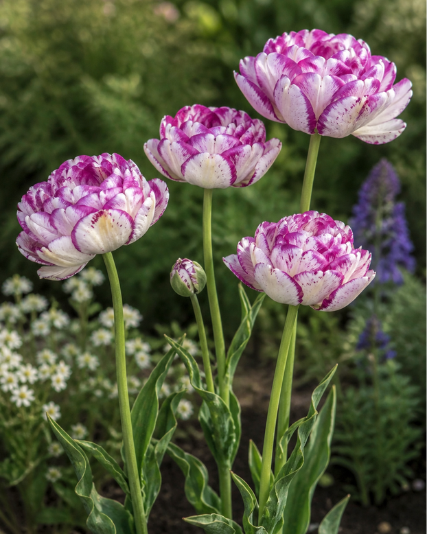 Tulip 'Cassis Meringue'