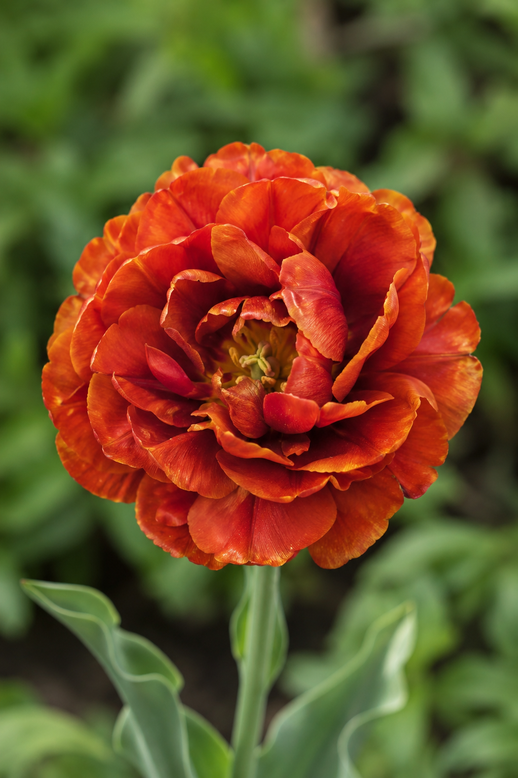 Tulip 'Chocolate Brown'