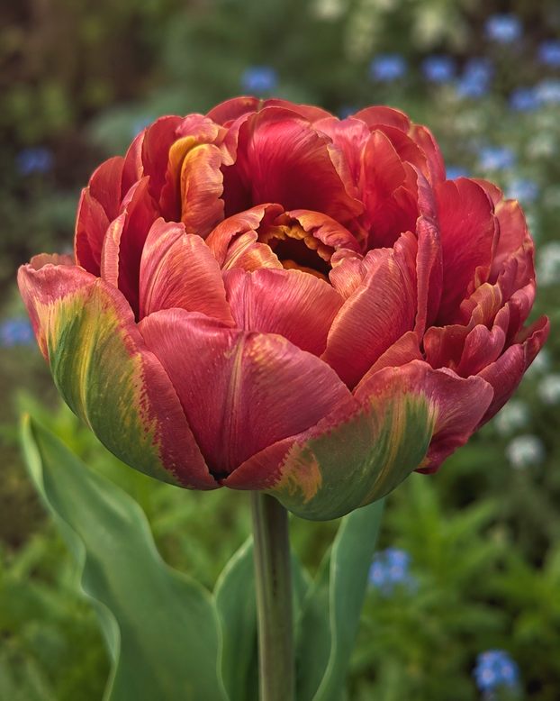 Tulip 'Velvet Truffle'