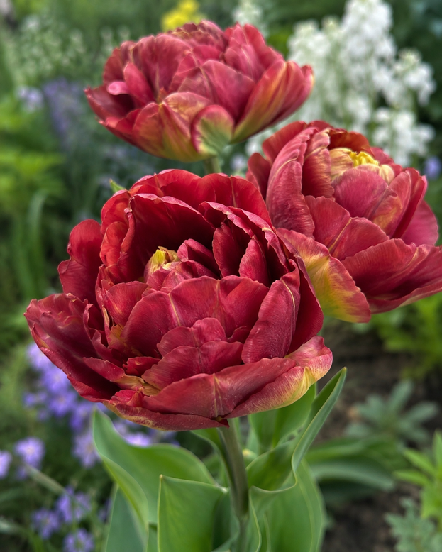 Tulip 'Velvet Truffle'