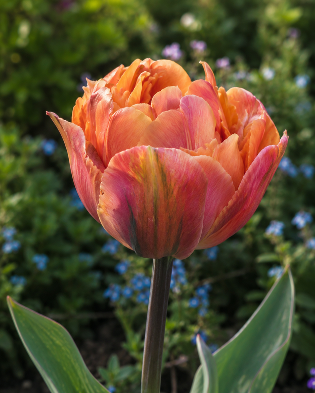 Tulip 'Cocoa Blush'