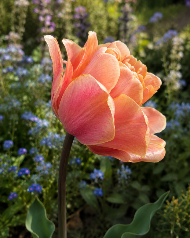 Tulip 'Cocoa Blush'