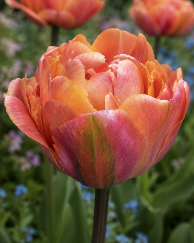 Tulip 'Cocoa Blush'