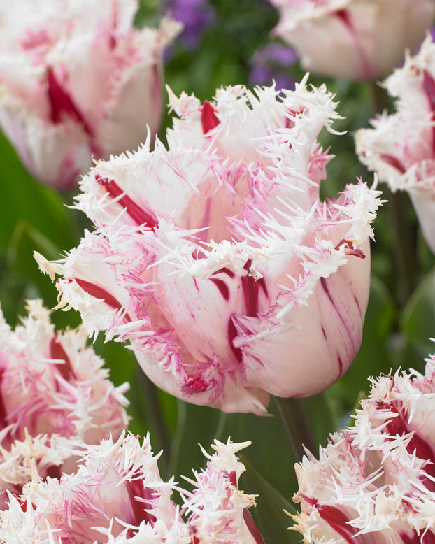 Tulip 'Coldplay'