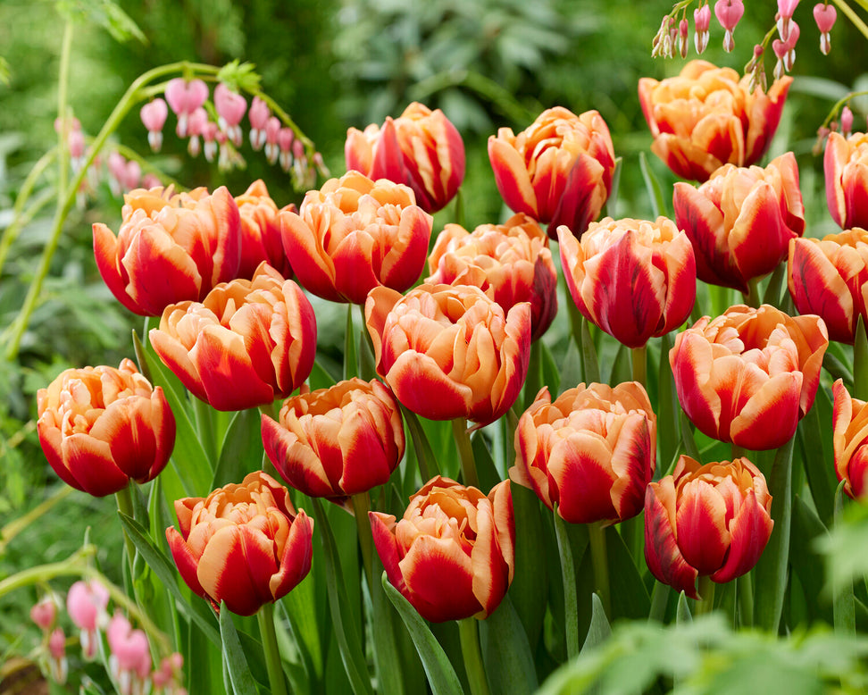 Tulip 'Congo'