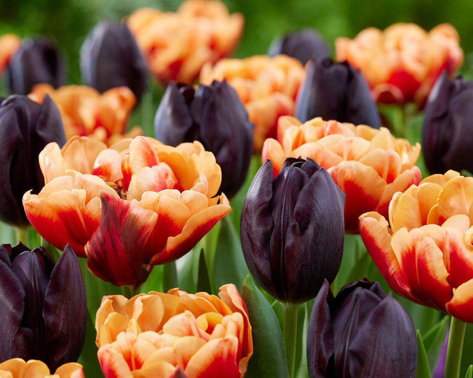 Tulip 'Congo'