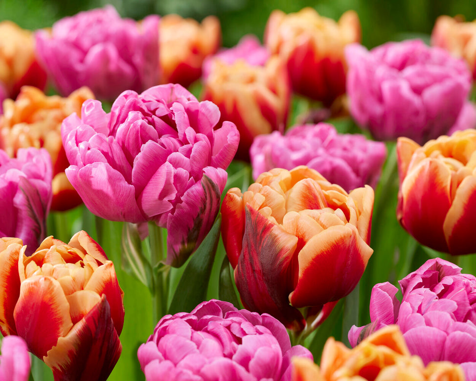 Tulip 'Congo'
